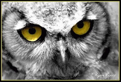 Owl_Eyes.jpg