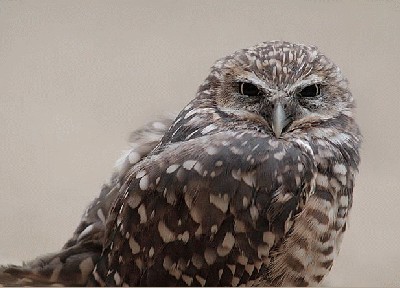 burrowing owl.jpg