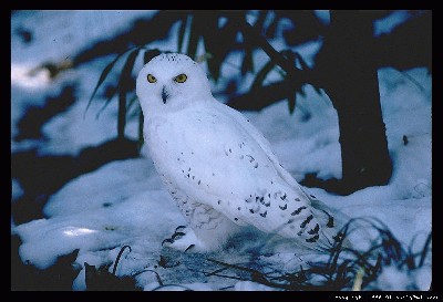 snowy-owl-1.jpg
