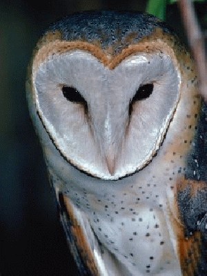 barn-owl.jpg