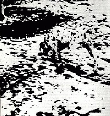 dog.jpg