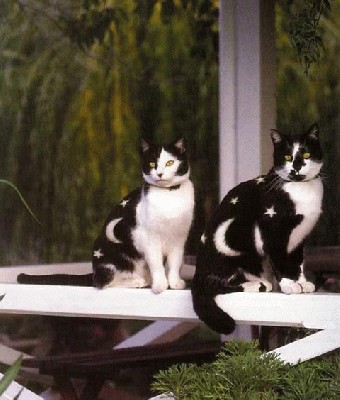 dazytos_kates_catpainting_10.jpg