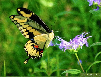 butterfly10.jpg