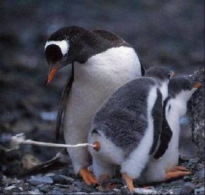 linux.jpg