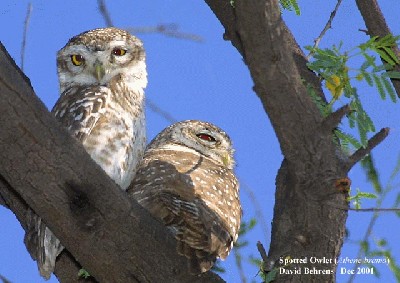Spotted_Owlet.jpg