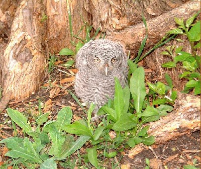 Owl-Close-UpDSCF1126.jpg