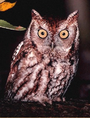 E_Screech_Owl2.jpg