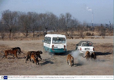 tigrai_kinija_charbinas_05.jpg
