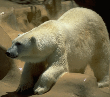 polar-bear.gif