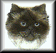 109.gif