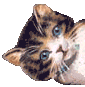 88.gif