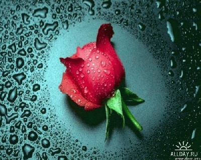 1176118975_flowerswallpaper96.jpg