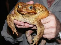 Toadzilla.jpg