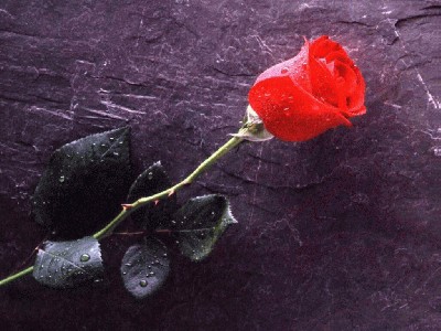 flower_062.jpg