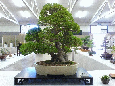 Bonsai.jpg