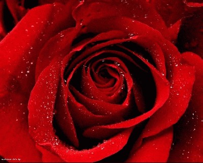 red_rose.jpg