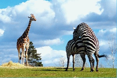 zebrai_ir_zirafa.jpg