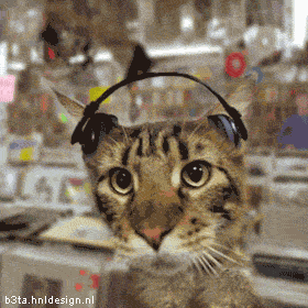house_cat.gif