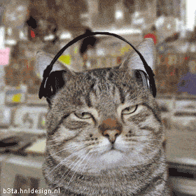 stoner_rock_cat.gif