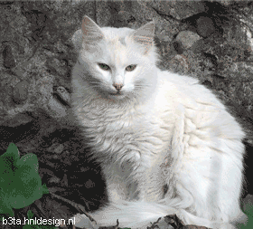 kaip_atsiranda_persai.gif