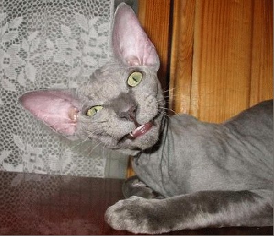 creepy-looking-cat.jpg