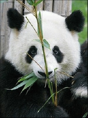 panda_04.jpg