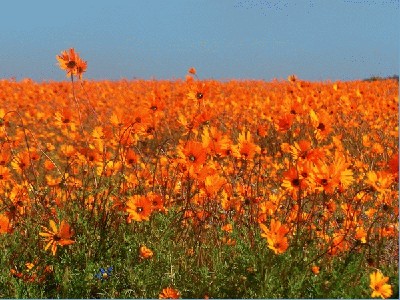 Namaqualand_Flowers.jpg