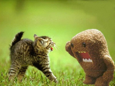 cat-vs-domokun.jpg