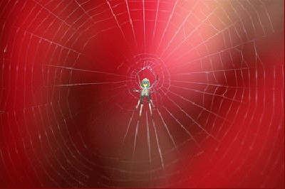 spiders-web-2.jpg