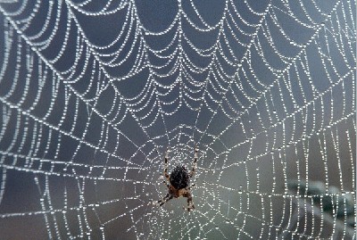 Spider web with dew.jpg