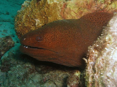 murena_02.jpg