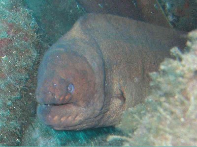 murena_04.jpg