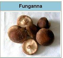 FUNGANA.JPG