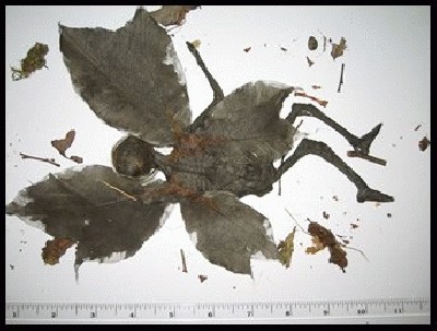rudenine_feja_01.JPG