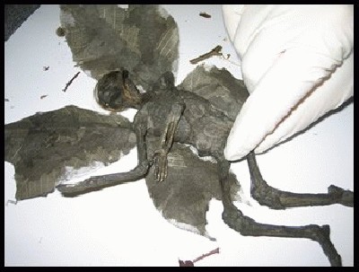 rudenine_feja_03.JPG