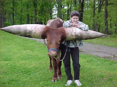 bulius_dideli_ragai_13.jpg