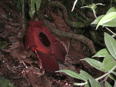 raflezija_rafflesia_arnoldii_01.jpg