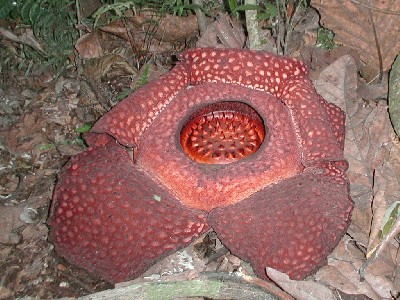 raflezija_rafflesia_arnoldii_02.jpg