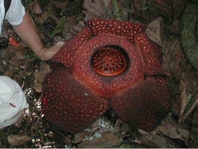 raflezija_rafflesia_arnoldii_03.jpg