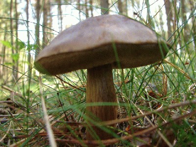 grybas (1).JPG