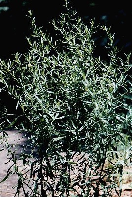 Artemisia_dracunculus.jpg