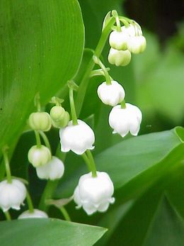 260px-Convallaria_majalis0.jpg