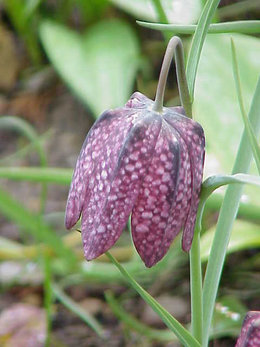 260px-Fritillaria_meleagris0.jpg