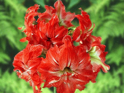 Amaryllis_Flowers.jpg