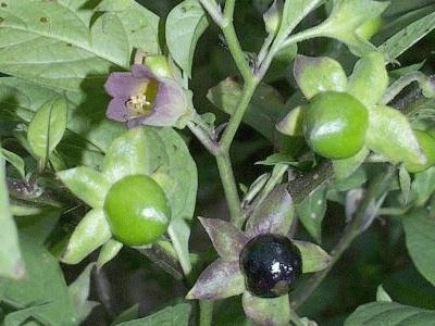 atropa_belladonna.jpg