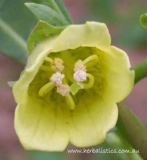 Atropa_belladonna_lutea1.jpg