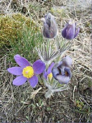 Pulsatilla-patens(1)-silagele.jpg