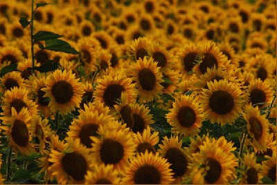 smiling_sunflowers.jpg