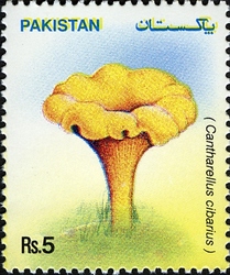 pakistanas_2005_voveraite.jpg