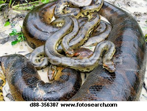 yellow-anaconda-eunectes_~D88-356307.jpg